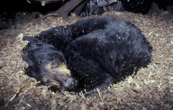 Bear hibernation den