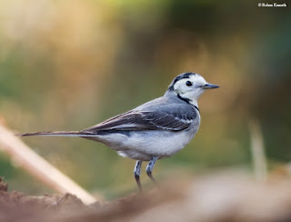 Indian wagtail