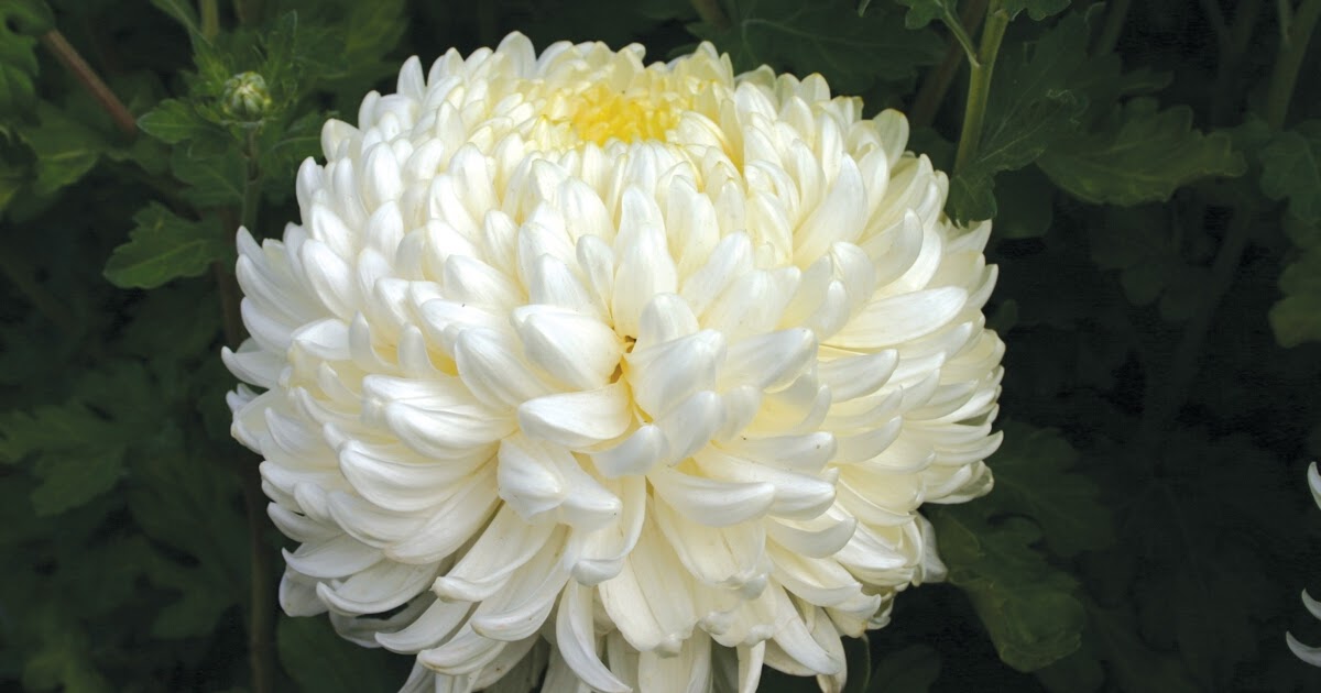 Buy Flowering Indoor Outdoor Plants Nursery Online Bangalore Btm India