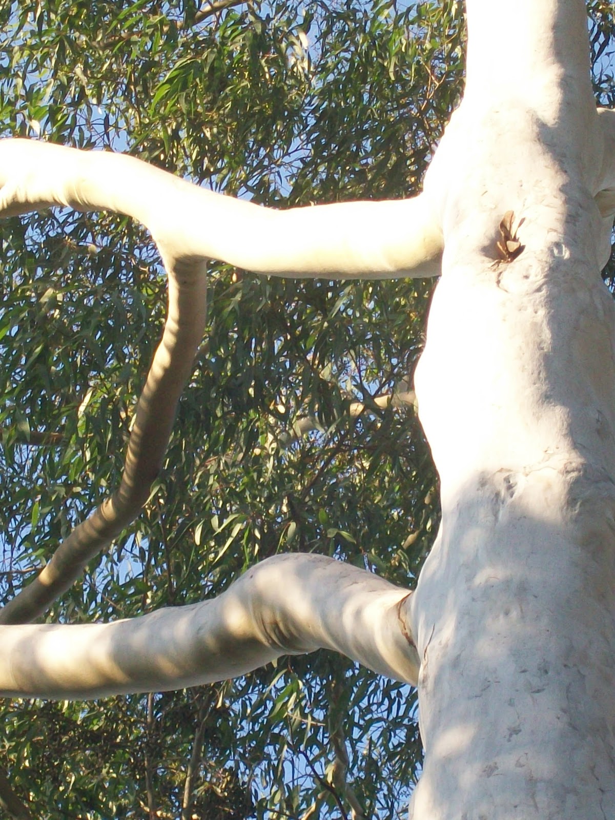 Landscape LemonScented Gum