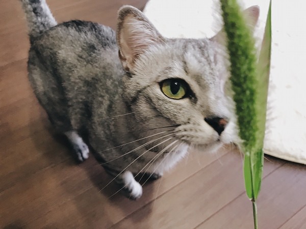 エノコログサに近づくサバトラ猫