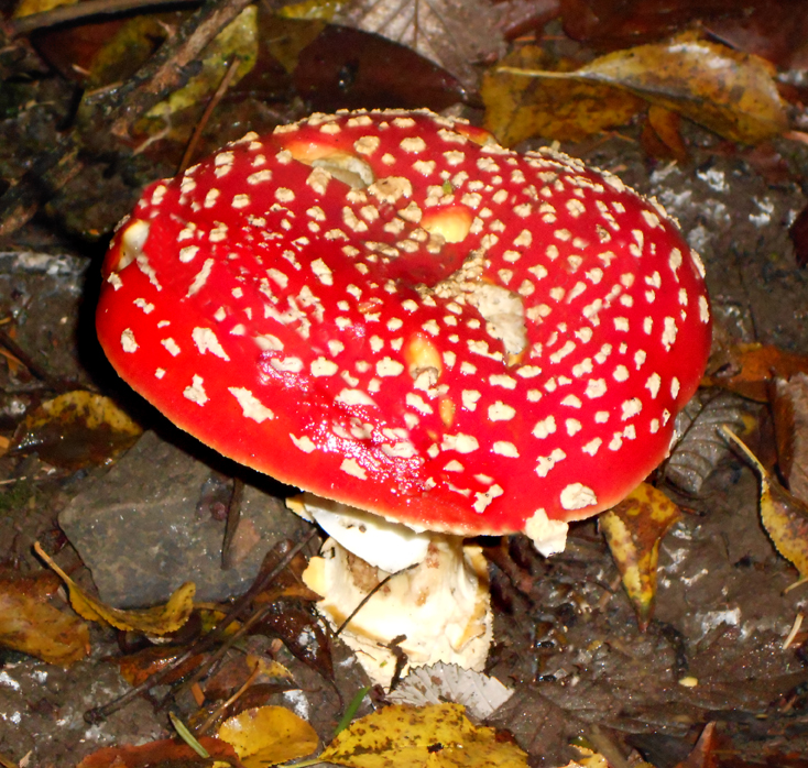 My Petal Press Garden Blog Fly Agaric Mushrooms