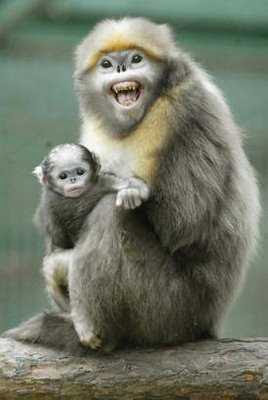 animals with weird faces, animals with crazy faces, snub nosed monkey