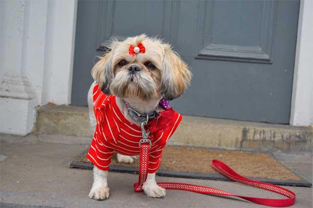 Indigo the Shih Tzu Indigo and Mouse Shih Tzu Dog Model