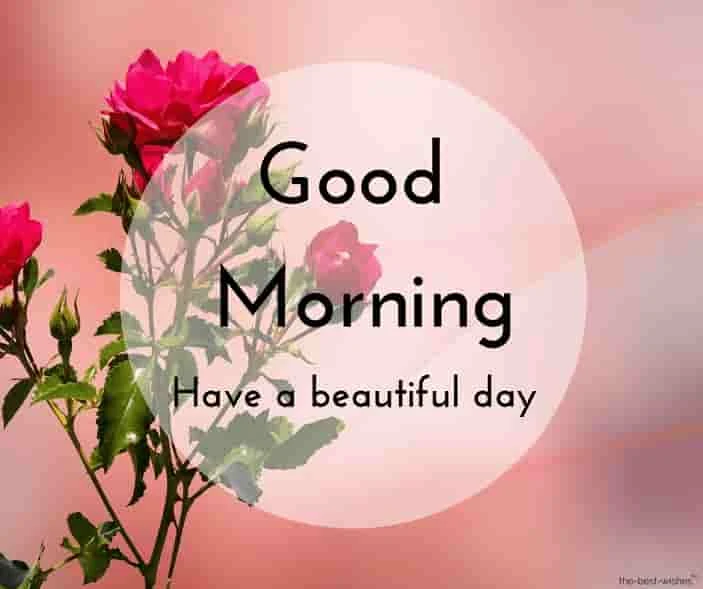 good morning with red flower