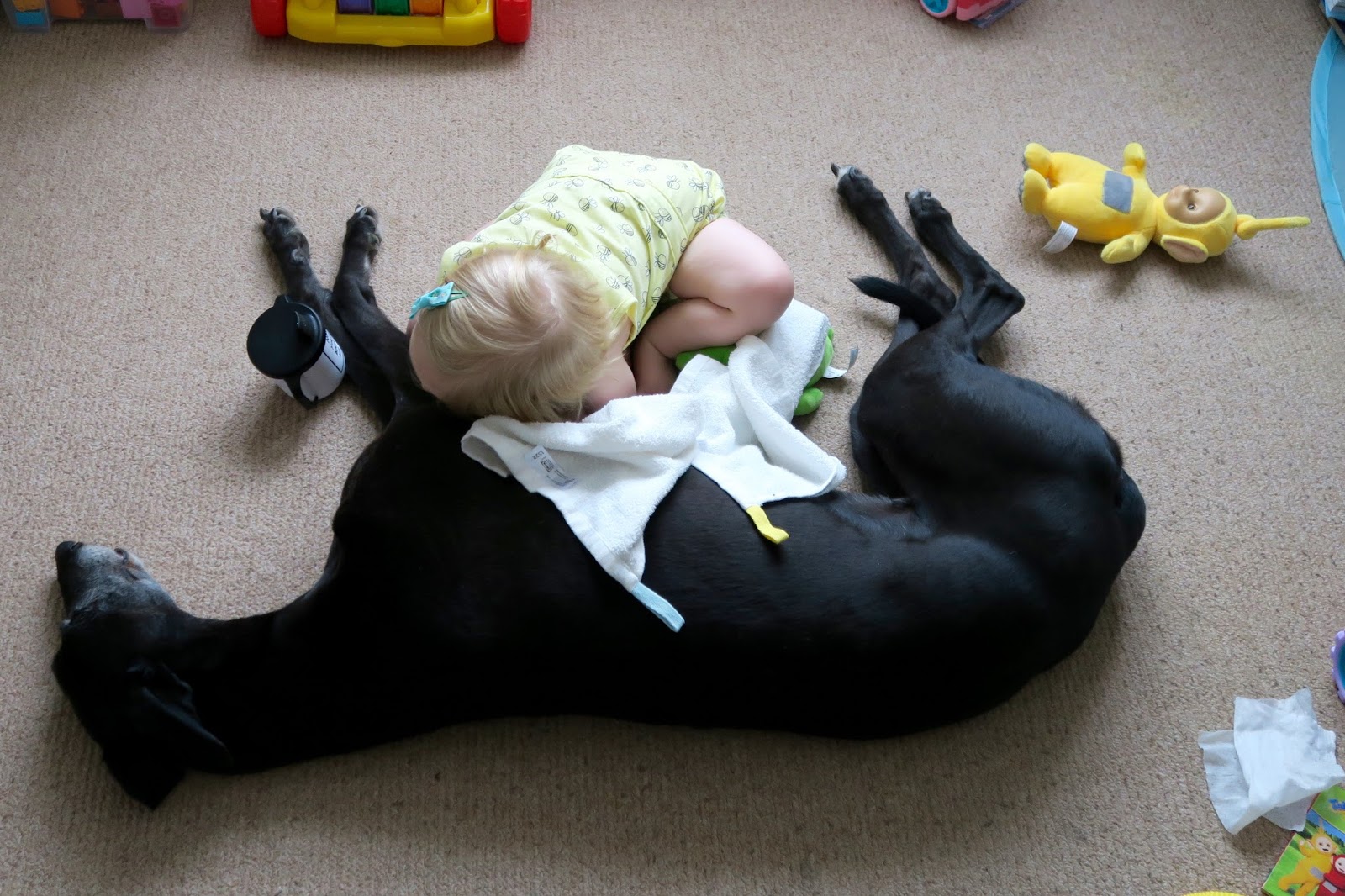 Toddler lying down on greyhounds tummy