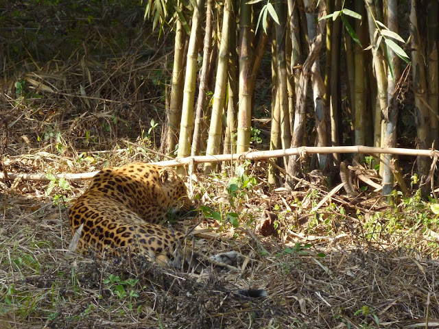 Leopard South Khairbari Dooars