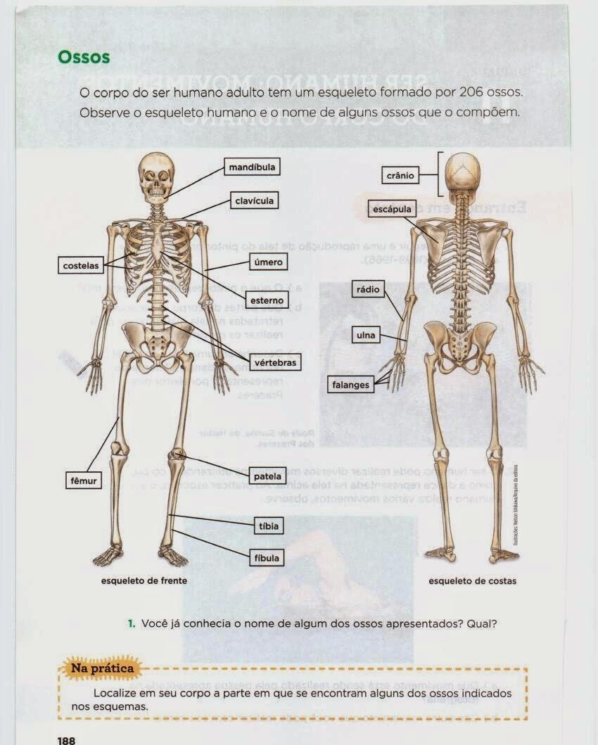 Onde Se Localizam As Articulações Do Corpo Humano