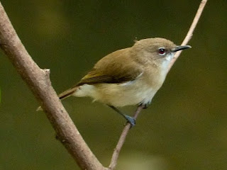 Suara Burung Remetuk Dada Cokelat Cah Kicau Ngloram