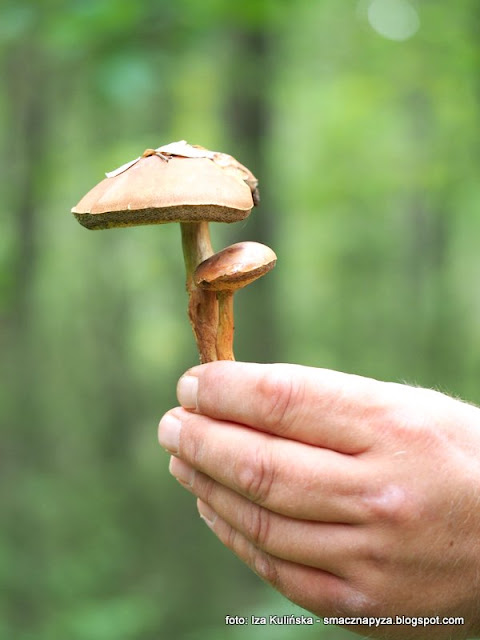 podgrzybki-brunatne podgrzybek, xerocomus badius, borowik brunatny, grzybobranie, podlasie, las, król grzybobrania, jaki to grzyb, grzyby jadalne