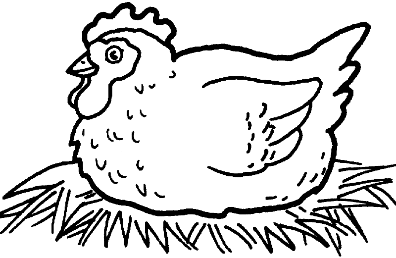Belajar mewarnai gambar binatang ayam untuk anak