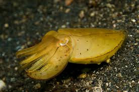 Sephia sp Sephia sp