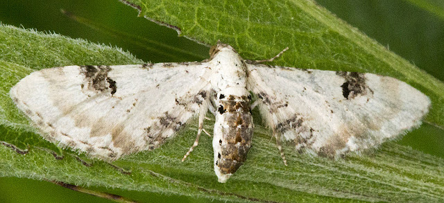 Lime-speck Pug, Eupithecia centaureata. Jubilee Country Park, 2 June 2012. Lime-speck Pug, Eupithecia centaureata. Jubilee Country Park, 2 June 2012.