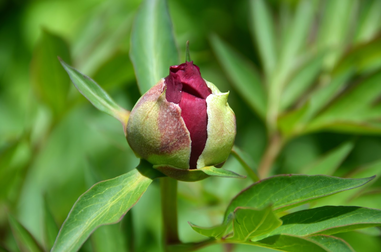 Southern Peony 2016 Intersectional Peony Buds