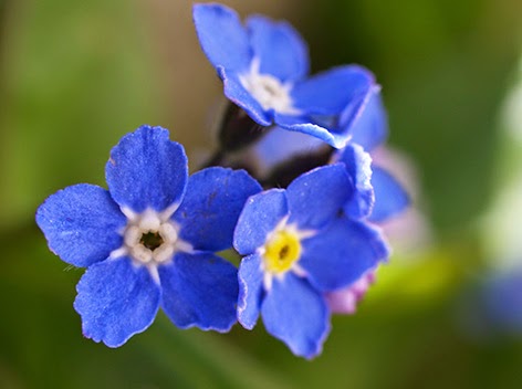 Nomeolvides (Myosotis ramosissima) flor silvestre azul