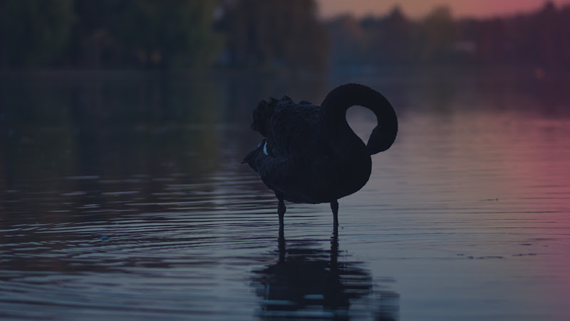 Black Swan