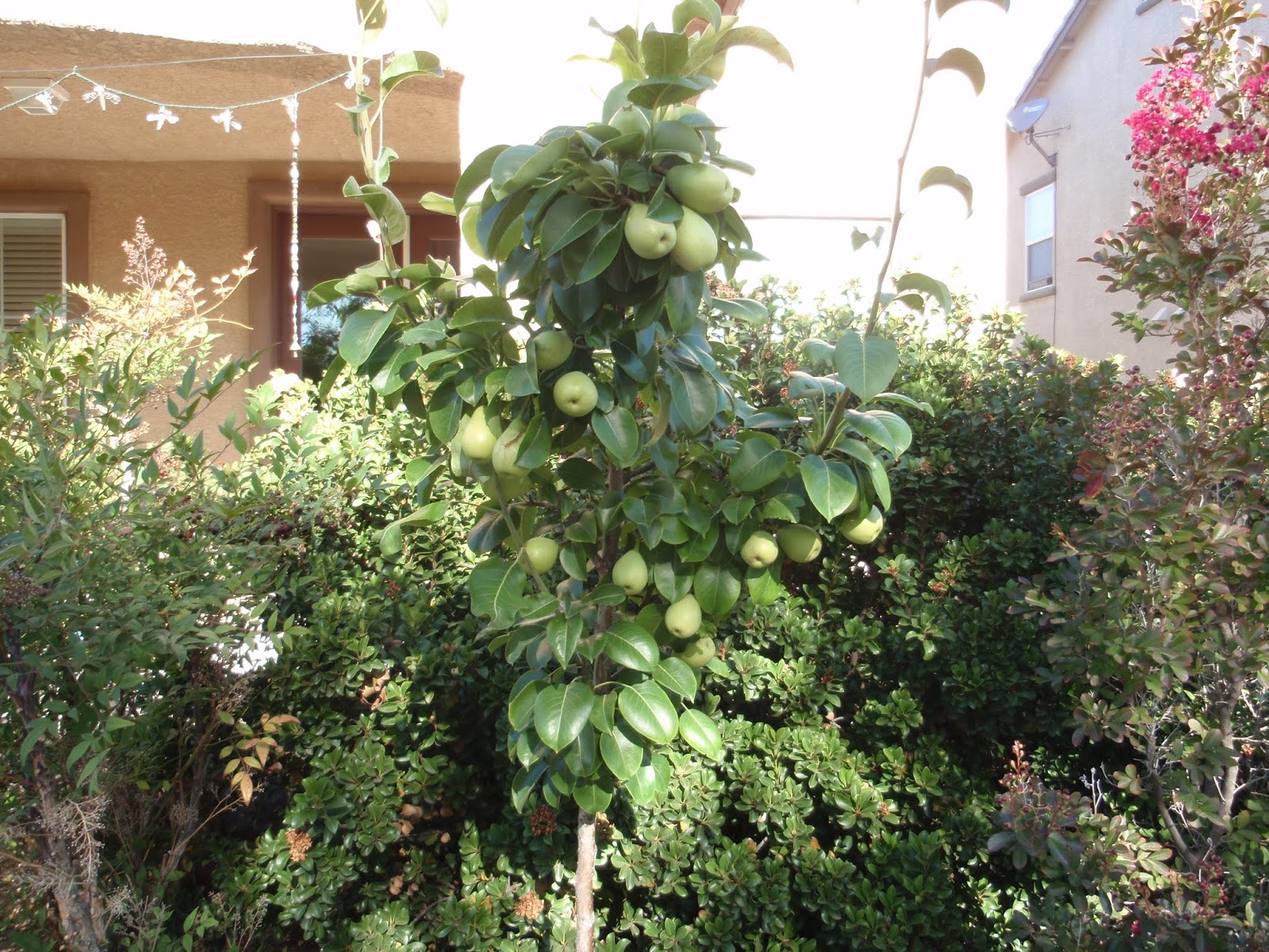 Fruit Trees Las Vegas