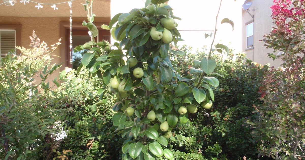 Fruit Trees Las Vegas Loving the Comice Pear Tree