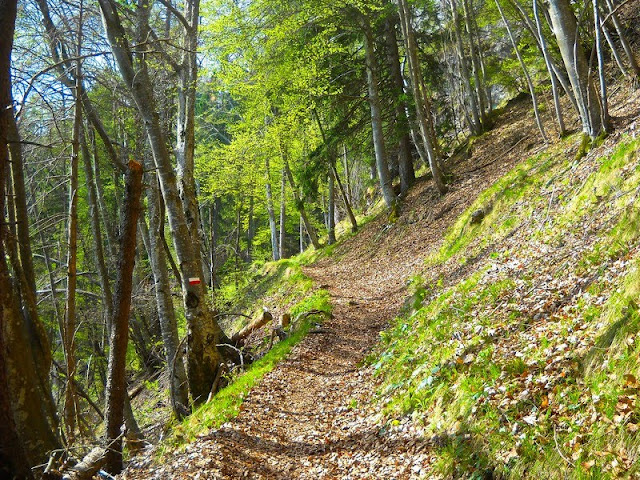 Sentiero nel bosco in prossimità della chiesetta