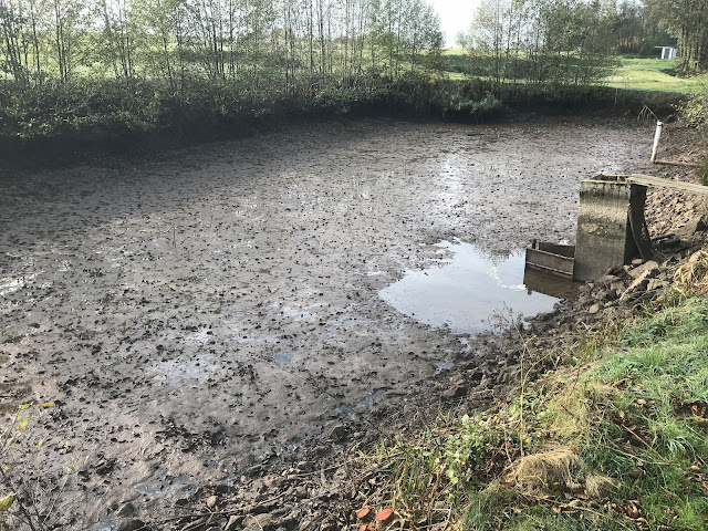 Karpfenweiher abgefischt Karpfenweiher abgefischt