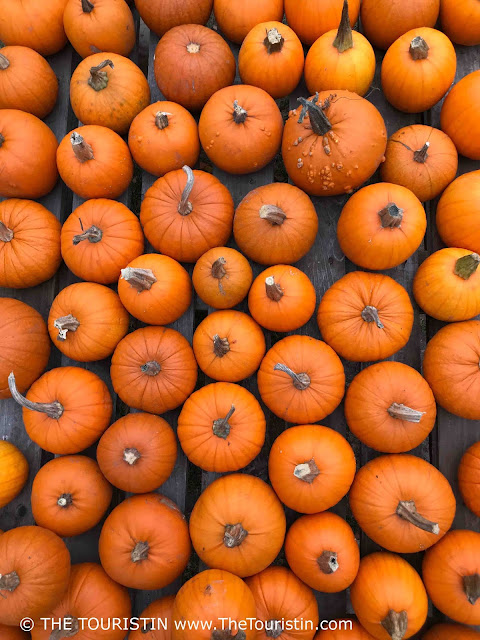 About 55 medium sized orange coloured pumpkins on a wooden board.