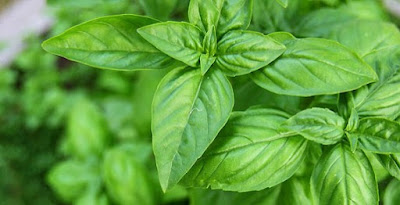 manfaat daun kemangi untuk jerawat cara membuat masker kemangi, daun sirih obat jerawat, daun kemangi untuk menghilangkan flek hitam, cara membuat toner kemangi, manfaat daun kemangi untuk rambut, daun kemangi untuk flek hitam, manfaat toner kemangi, manfaat makan daun kemangi mentah