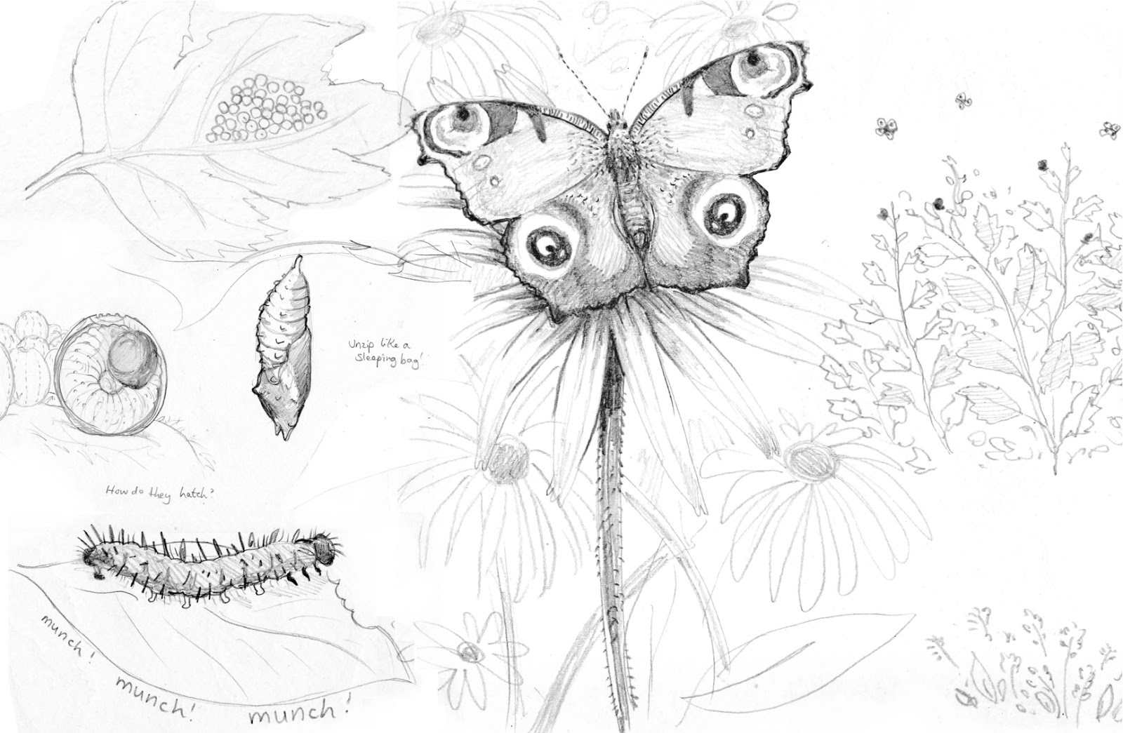 Kate Nelms Illustrator Peacock Butterfly Life Cycle Drawings