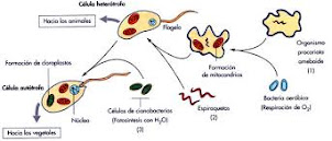Teoría endosimbionte