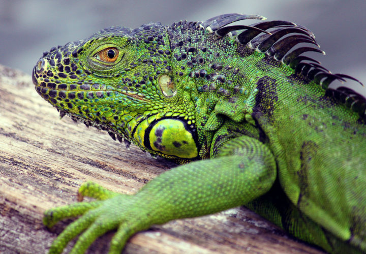 Jenis-jenis Reptil di Dunia dan Cara Mereka Makan Jenis-jenis Reptil di Dunia dan Cara Mereka Makan