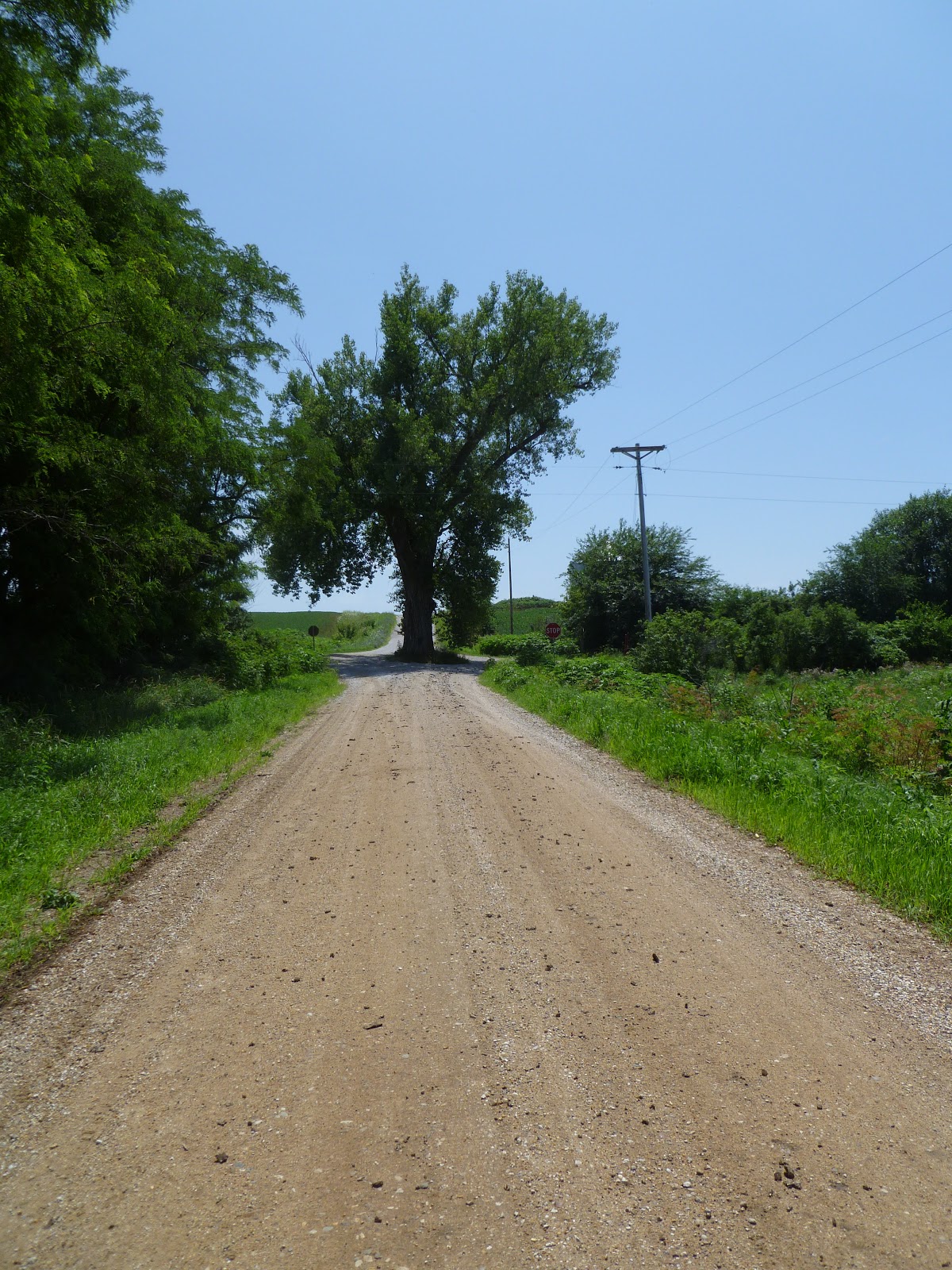 Texas Giant's Wisdom Tree in the middle of the road Brayton, Iowa