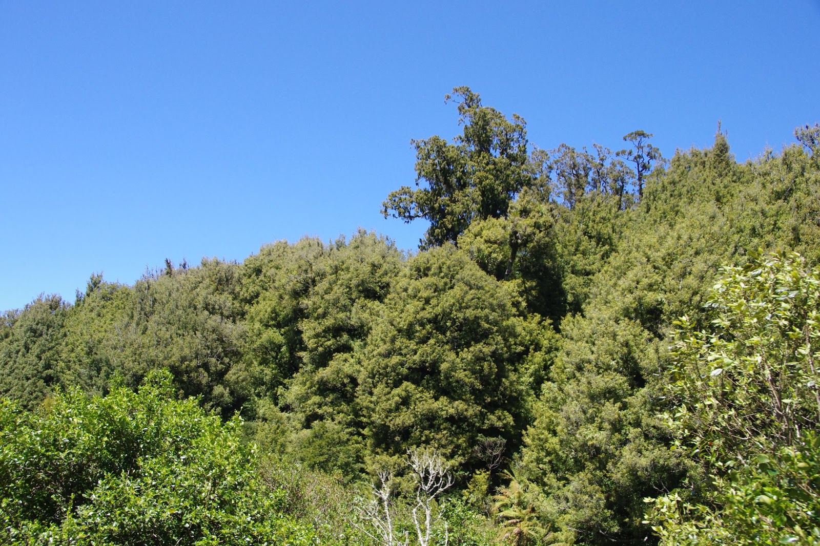 Travels and Birds Rotorua SelfDrive Rail Cars