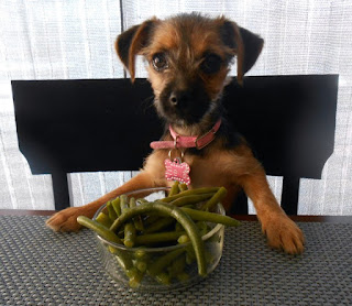 can-dogs-eat-green-beans