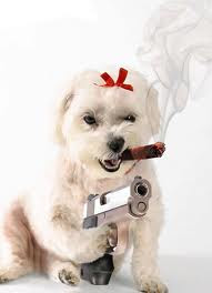 sagame: cachorro armado é perigo