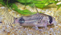 Jenis Ikan Corydoras ortegai