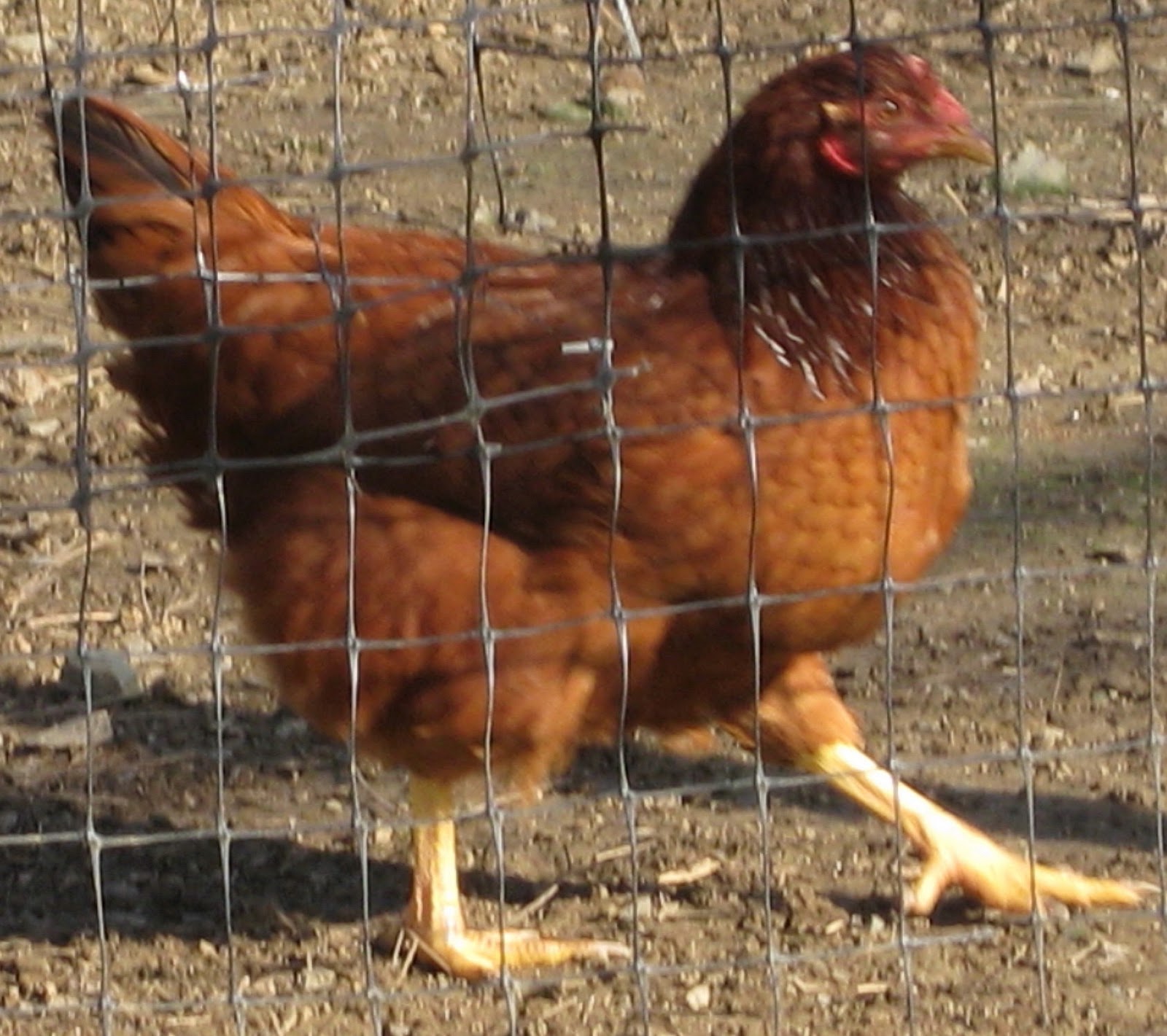 AnimalBeat II: Keeping chickens, cloning pets &amp; shelter animals (still) in need