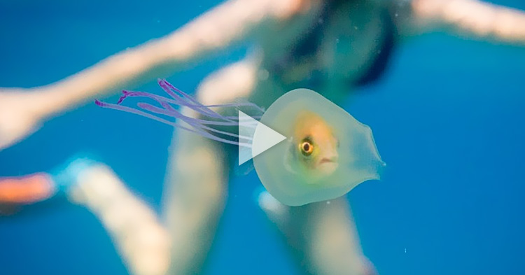 Maliit na isda, nakulong sa loob ng isang Jellyfish