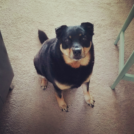 image of Zelda the Black and Tan Mutt sitting on the living room floor, looking up at me