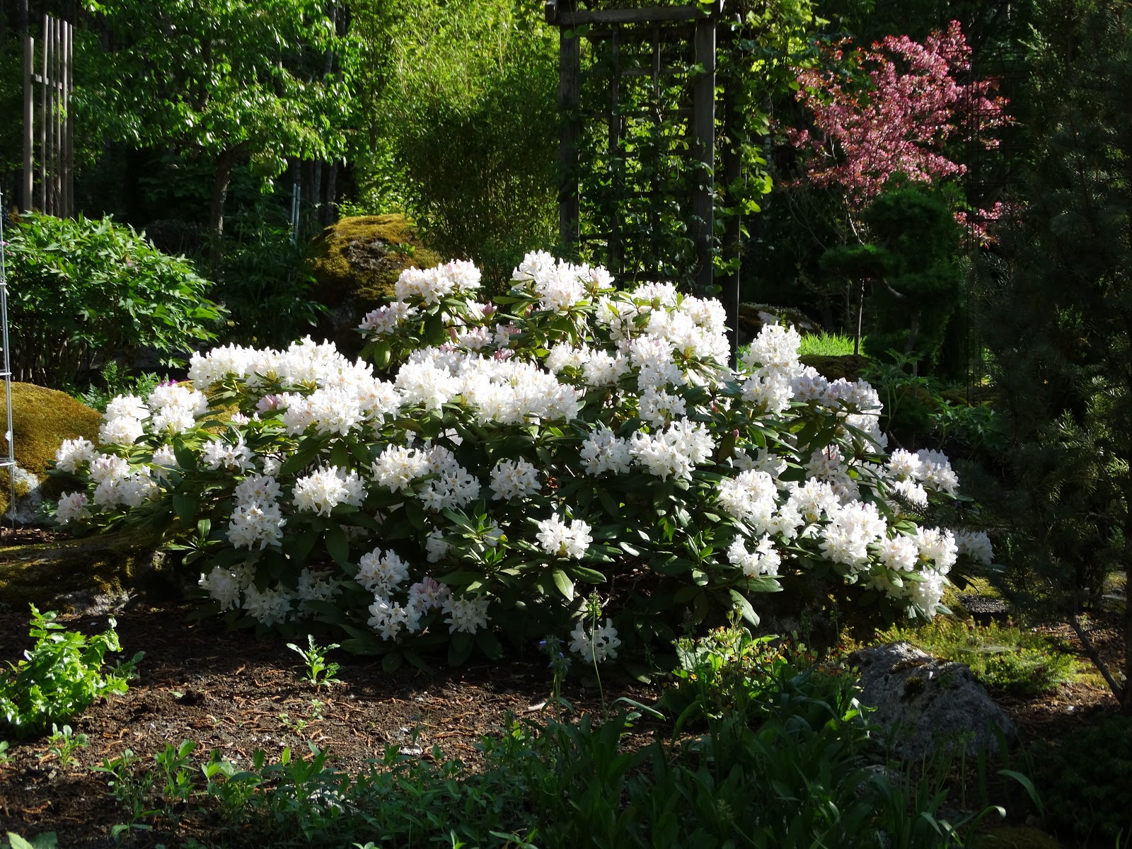 Рододендрон Cunningham's White
