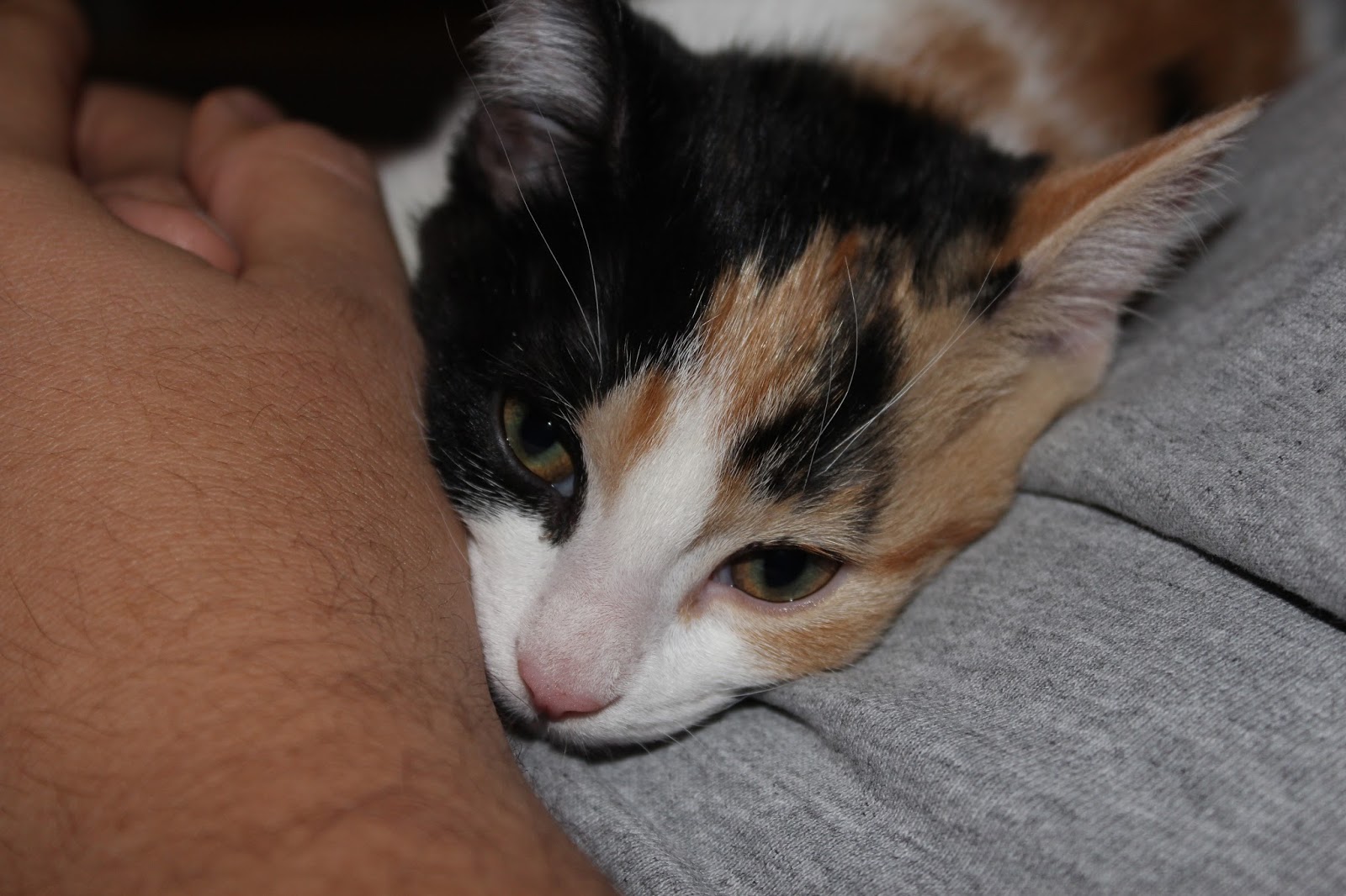 Crazy Calico Cats Calico Randoms