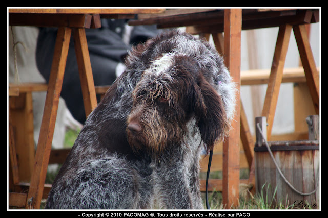 chien dans le campement lors de la Reconstitution du bicentenaire du siège de rocroi