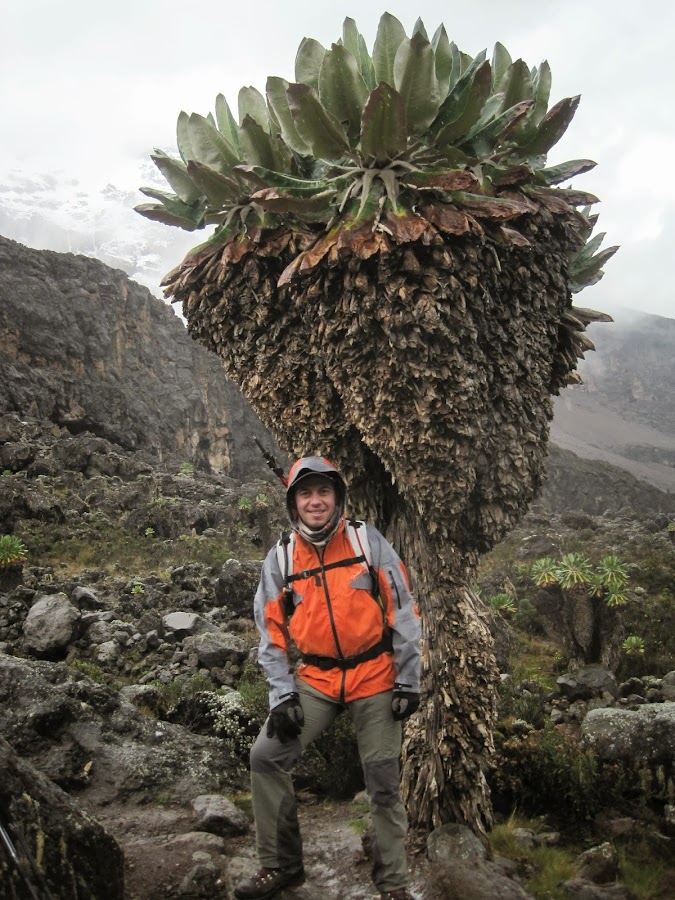 ENLACIMA-Lipe-junto-a-senecios-gigantes-Kilimanjaro-Ruta-Machame