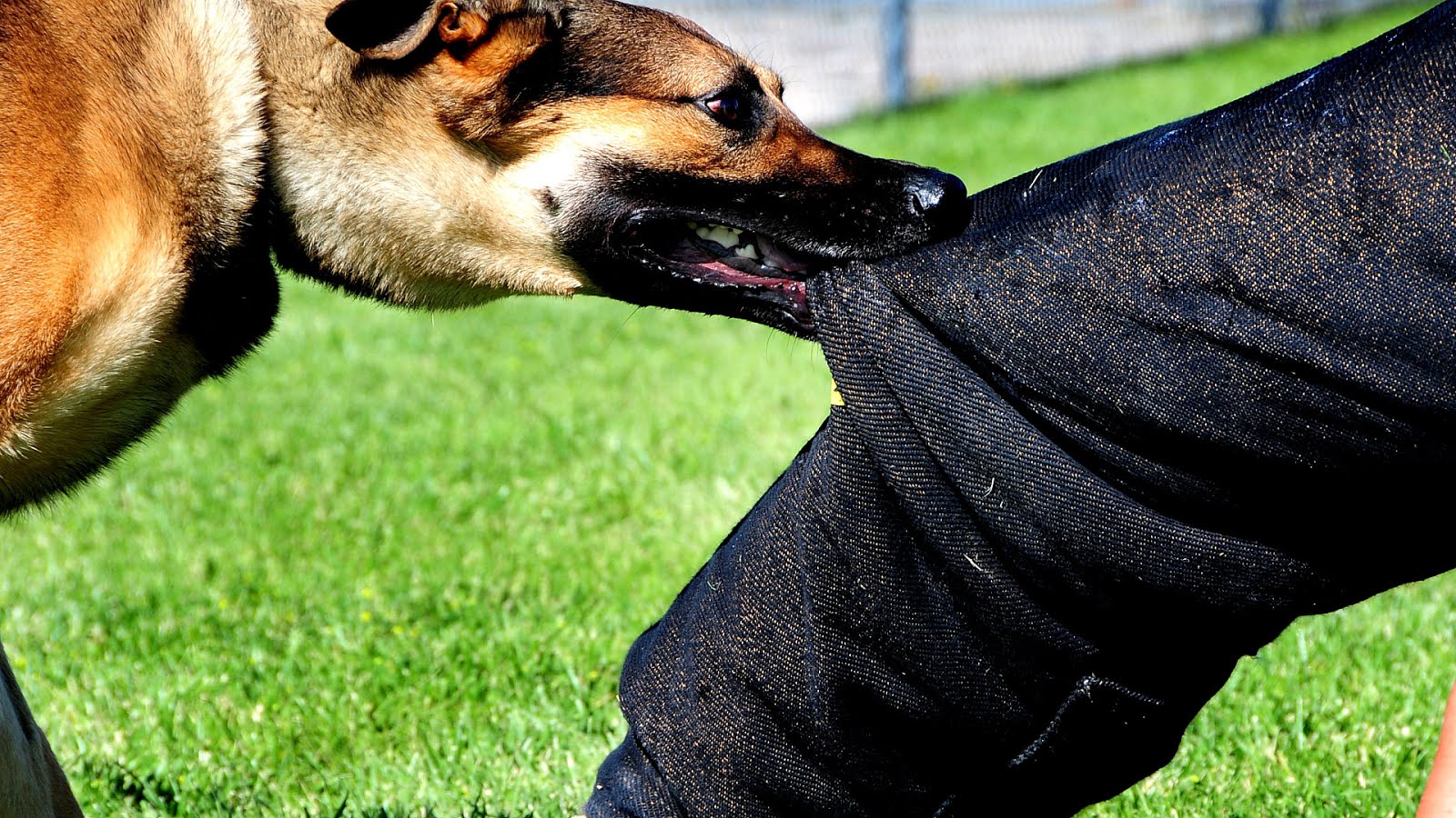 What Kind Of Pet Should I Get Quiz Pet choices