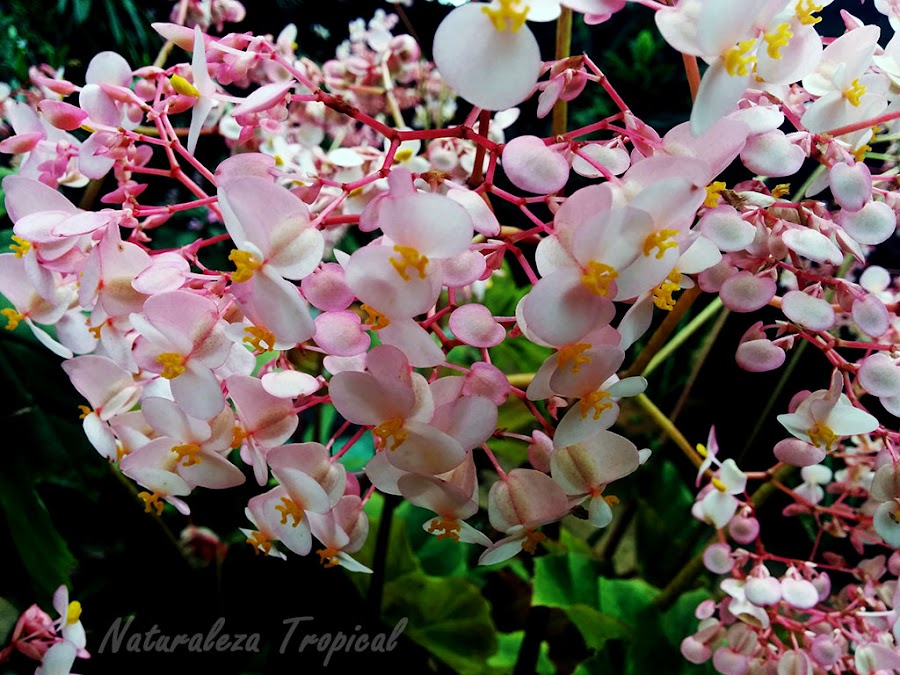 Flores abundante de una begonia