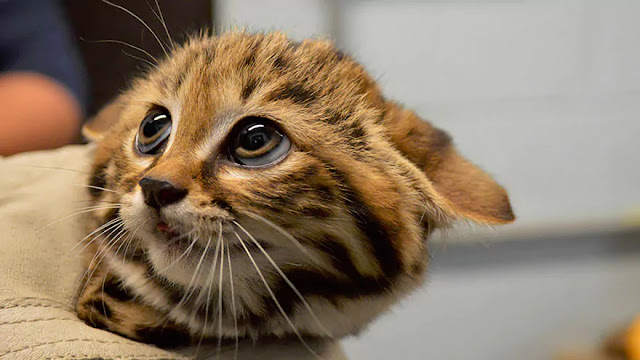 Kucing-Kucing Asli Indonesia Ini Terancam Punah Kucing-Kucing Asli Indonesia Ini Terancam Punah