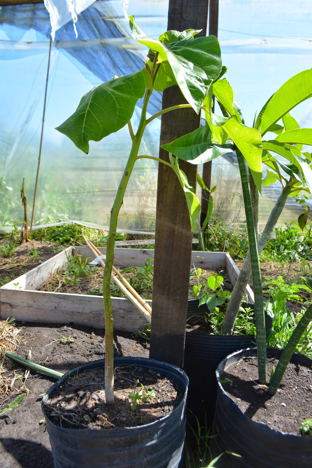 Tomate de árbol. Solanun bataceum