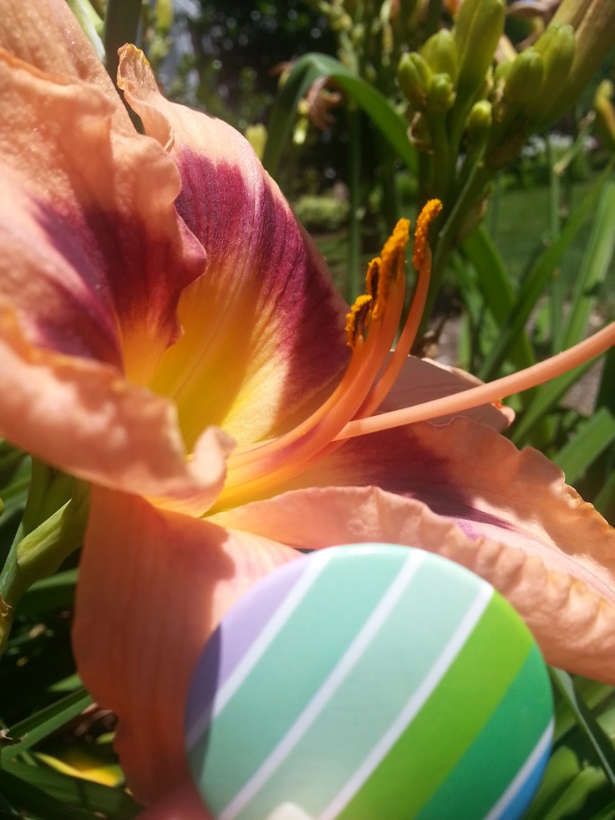 Biology Collection Photo Blog Anther and Filament of Stamen