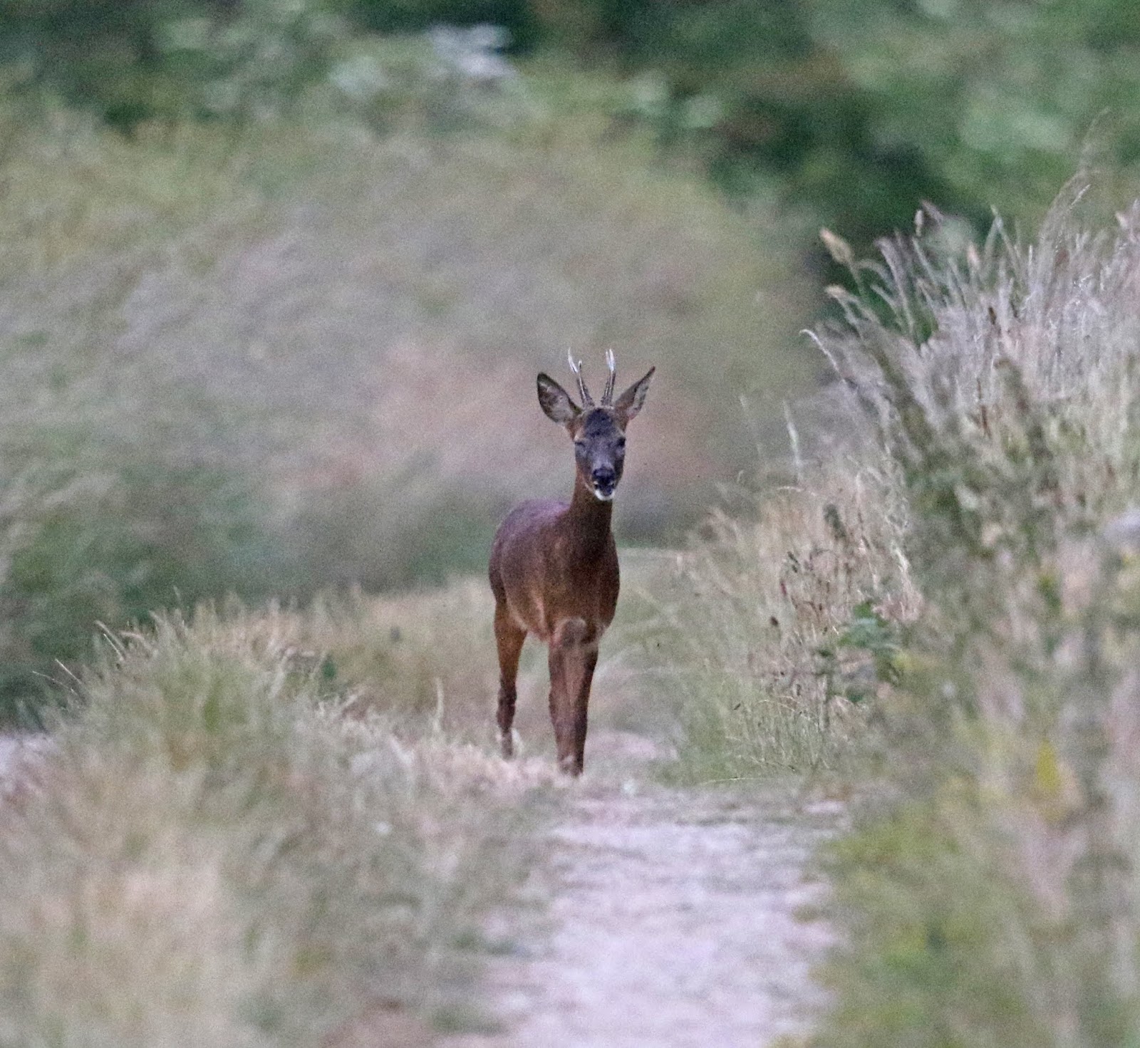 Summer Solstice Sandhills >> Simon And Karen Spavin Roe Deer And The Summer Solstice Sunset Summer Solstice Sandhills >> Simon And Karen Spavin Roe Deer And The Summer Solstice Sunset