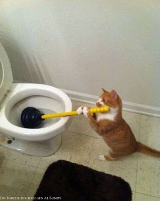 Lustiges Haustier Bild - verstopfte Toilette