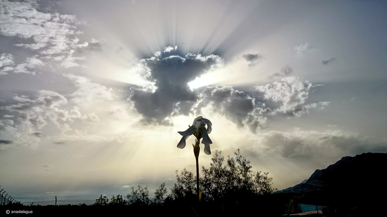 ANADELAGUA El Lirio blanco y la nube negra con polvo del desierto.