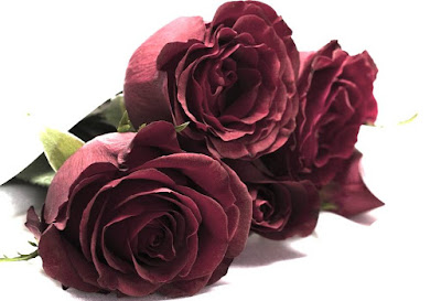Happy Rose Day 2017 Wallpapers Happy Rose Day 2017 Wallpapers